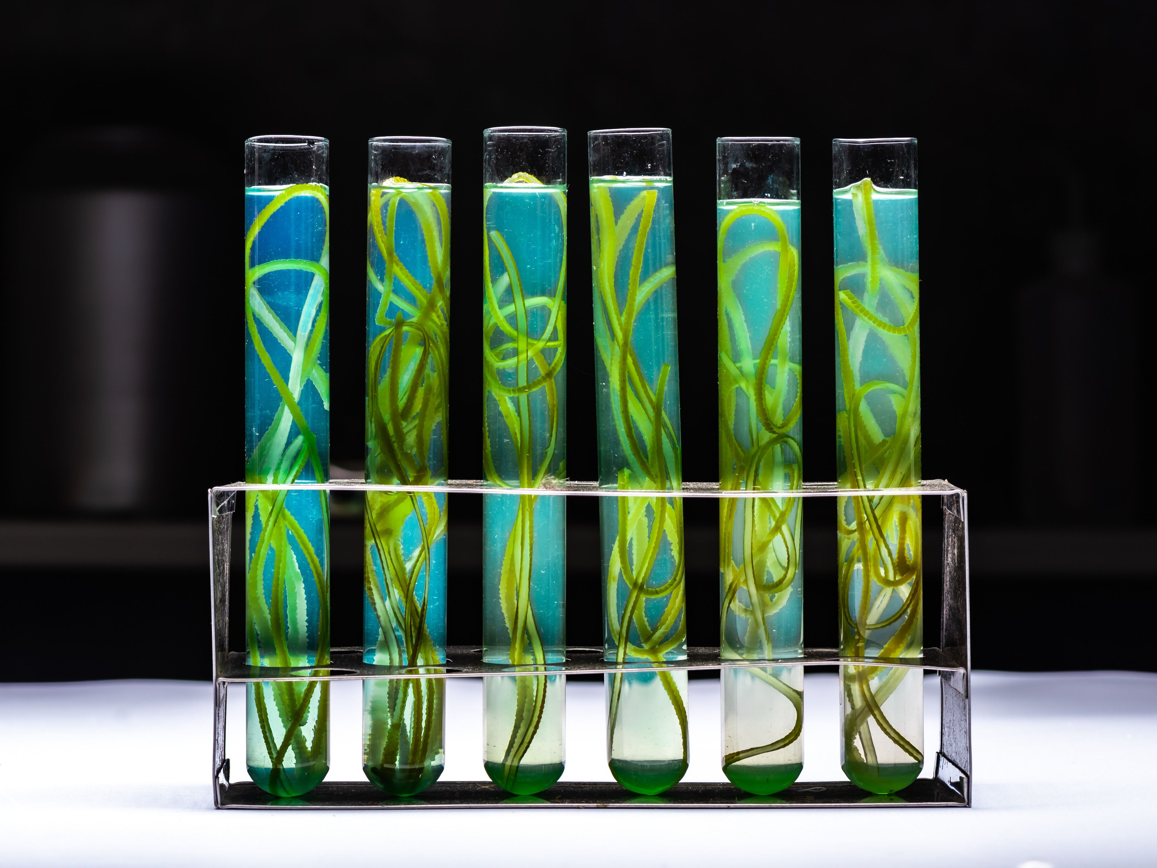 Werkstatt Wissenschaft Wirtschaft:  Blaue Bioökonomie